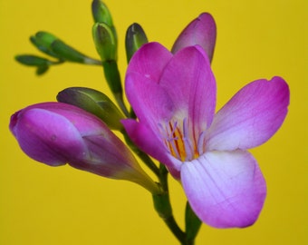 Purple Freesia Digital Print