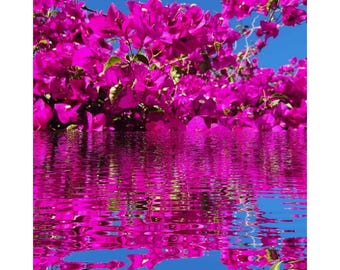 Bougainvillea On Pond Poster Print A3