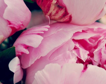 Pink Peonies Digital Print