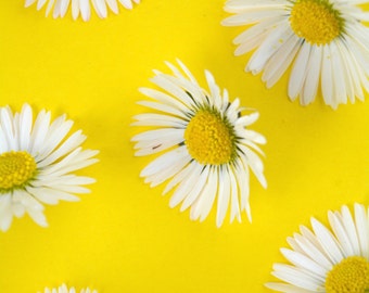 Sunshine Flowers Digital Print