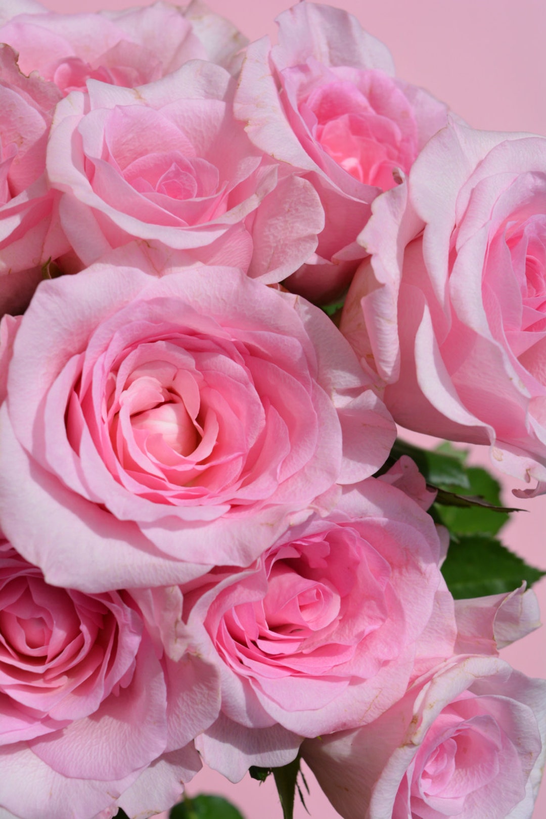 Pinkn Roses Pink Roses II Poster Print A3 - Etsy