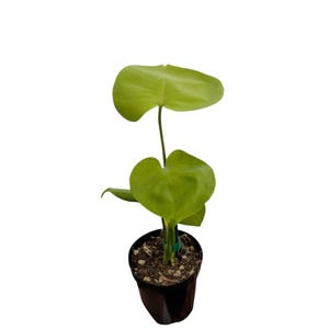 Lemon Lime Monstera