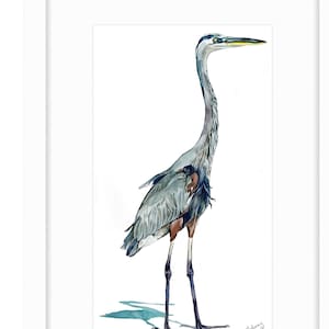 Great Blue Heron