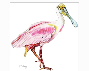 Roseate Spoonbill