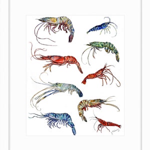 Shrimp