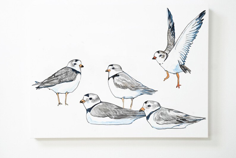 Piping Plovers image 1