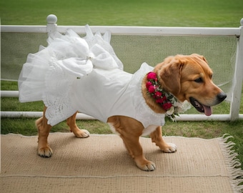 May include: A golden retriever dog wearing a white wedding dress with a tulle skirt and a floral collar. The dog is standing on a beige rug in front of a white fence and green grass.