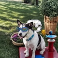 Dog Sunglasses: UV Protection Goggles for Large Dogs product logo