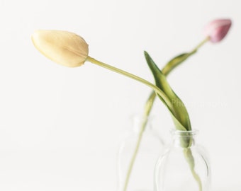 Tulip Reflections Fine Art Print | Still Life Photography | Fine Art Photography | Wall Décor | Gift | Photograph | Tulips | Floral