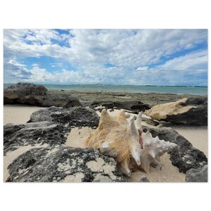 May include: A large, beige conch shell rests on a sandy beach, surrounded by dark gray rocks. The shell's interior has a pinkish hue. The background features a blue ocean under a cloudy sky, creating a serene coastal scene.