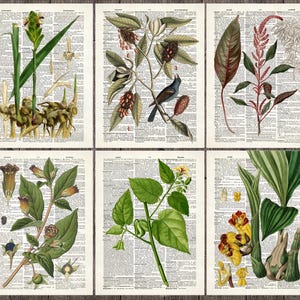 Juego de 6 láminas de plantas, pósteres vintage de plantas para decoración de pared de cocina /3
