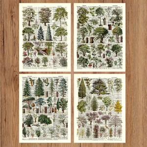 Peut inclure: Quatre estampes botaniques vintage représentant diverses illustrations d'arbres. Chaque estampe présente un arrangement différent d'arbres, avec des dessins et des étiquettes détaillés. Les estampes sont placées sur un fond de pages de dictionnaire vieilles, ajoutant une esthétique classique et antique.