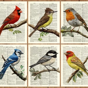 Set di 6 stampe di uccelli, idea regalo per l'arredamento della casa, decorazione da parete per il soggiorno, poster di uccelli da giardino /84