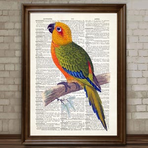 Stampa di un parrocchetto colorato, poster di un uccello esotico con scritta "Dizionario da incorniciare", regalo per la festa della mamma /63