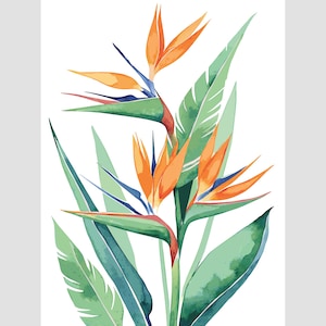 Bird of Paradise Watercolor Art Print. Bird of Paradise Wall Art Bird of Paradise Kitchen Decor. Bird of Paradise Painting. Strelitzia