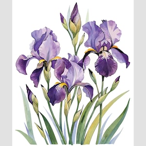 May include: Watercolor illustration of purple iris flowers with yellow accents and green leaves. The image features several open blooms and unopened buds, set against a white background. The flowers have layered petals and detailed shading.