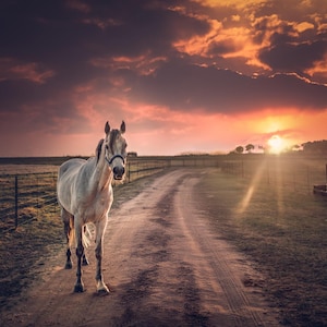 Horse Path Digital Backdrop – Fine Art Rural Sunset Scene for Composites | High-Res Digital Background for Photographers