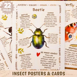 Peut inclure: Une affiche éducative intitulée Beetle présentant une illustration centrale à l'aquarelle d'un scarabée vert entourée de sections de texte informatives dont Beetles Everywhere, Supper Smellers, Tiny Armor, Hidden Wings et So Many Kinds.