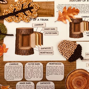 May include: Anatomy of a tree diagram with labeled sections: cambium, inner bark, outer bark, sapwood, and heartwood. The diagram includes a cross-section of a tree trunk and leaf illustrations.
