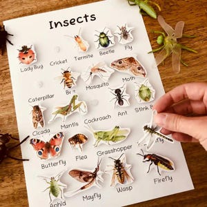 Puede incluir: Una ficha educativa blanca titulada Insects que muestra varias ilustraciones de insectos con sus nombres impresos debajo. La ficha incluye una mariquita, grillo, termita, escarabajo, mosca, abeja, mosquito, polilla, oruga, mantis, hormiga, chinche, cigarra, cucaracha, mariposa, pulga, saltamontes, libélula, pulgón, efímera, avispa y luciérnaga.