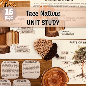 Może przedstawiać: Plakat edukacyjny zatytułowany "Tree Nature Unit Study" ze schematami anatomii drzewa, w tym pnia, kory, bielu i twardzieli. Plakat zawiera tekst i ilustracje wyjaśniające części i funkcje drzewa. Zawiera tekst "16 stron".