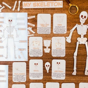 May include: An educational skeleton learning set featuring a large articulated paper skeleton, a labeled diagram poster titled MY SKELETON, various bone cutouts, and informational cards detailing human anatomy with text descriptions and illustrations.