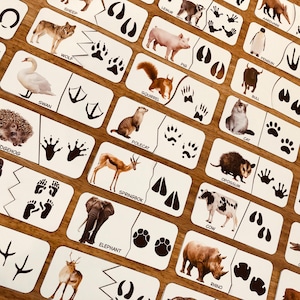 Könnte beinhalten: Tierkarten mit Illustrationen von Tieren wie Wolf, Schwein und Eichhörnchen. Jede Karte zeigt den Namen des Tieres und seine Fußabdrücke. Die Karten sind auf einer Holzoberfläche angeordnet, ideal für Bildungszwecke.