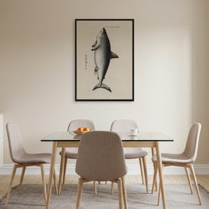 Poster vintage di squalo, stampa scientifica da parete con illustrazioni marine antiche incorniciate o arrotolate, decorazione nautica costiera per la casa