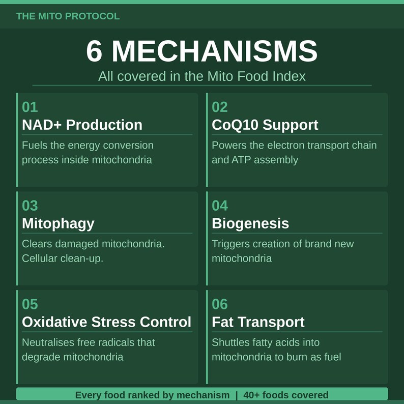 Mito Protocol: Cellular Energy Diet Guide (2026 Evidence-based Edition ...