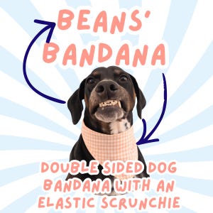 May include: A black and brown dog wearing a double-sided peach gingham bandana with an elastic scrunchie. Text reads "BEANS' BANDANA" and "DOUBLE SIDED DOG BANDANA WITH AN ELASTIC SCRUNCHIE" in peach lettering.