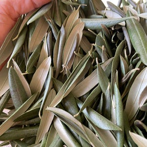 トスカーナ産乾燥オリーブの葉、Olea Europaea オーガニックオリーブの葉、オリーブの葉のコンフェッティ、オリーブの葉の枝、オーガニック乾燥オリーブの葉
