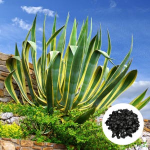 Può includere: Una grande pianta di agave con foglie a strisce verdi e gialle, su un muro di pietra e un cielo blu brillante. Un piccolo mucchio di semi neri si trova nell'angolo in basso a destra. La pianta è circondata da fogliame verde.