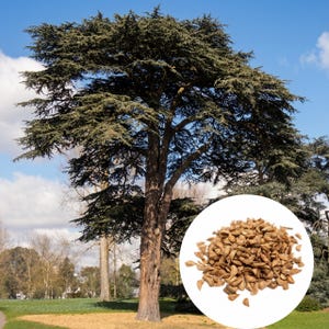 Op de afbeelding: Een grote, volwassen cederboom met een dikke, bruine stam en dichte, groene bladeren. Een kleine, cirkelvormige inzet toont een hoop bruine cederzaden. De boom staat in een parkachtige omgeving met een blauwe lucht en verspreide wolken.