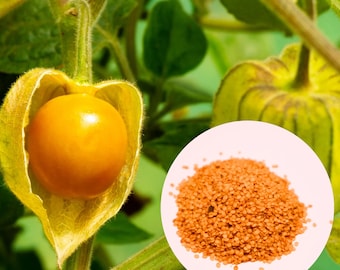 Nasiona Rodzynka Brazylijskiego – Physalis Peruviana Goldenberry – Miechunka Peruwiańska Owoce Inkaskie