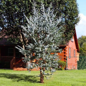 Op de afbeelding: Een eucalyptusboom met zilverkleurige bladeren, een slanke bruine stam en dicht, rond gebladerte. De boom staat in een grasveld voor een rustieke blokhut met een donker dak en een houten veranda, tegen een achtergrond van groene bomen.