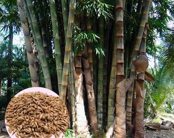 10 Samen der Bambusarten Dendrocalamus, Barbatus und Giganteus, Ernte  04/2024, plus eine hervorragende Bambus-Pflanzanleitung - Etsy.de
