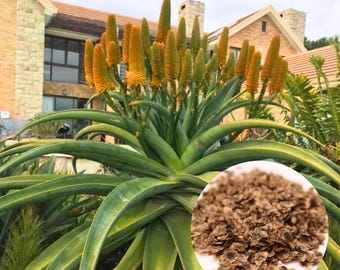 Aloe Arborescens, Known As Aloe Krantz Or Aloe Candelabra. In Huelva Spain. Fresh Aloe Vera Plants In The Garden 53617727 Stock Photo At - Foto 7