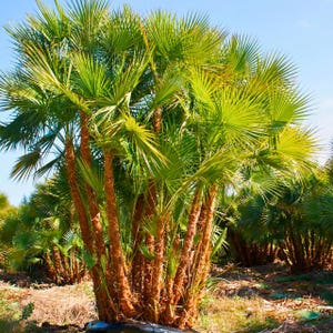 Può includere: Un gruppo di palme con fronde verde brillante e tronchi marroni. Le foglie a forma di ventaglio sono fitte, creando un aspetto lussureggiante. Gli alberi si stagliano contro un cielo blu chiaro, suggerendo un ambiente tropicale o subtropicale.