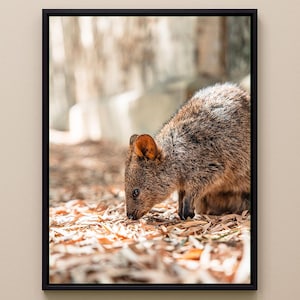 Stampa artistica da parete Quokka – Fotografia di simpatici animali australiani, stampa artistica da parete australiana, fotografia di Quokka, regalo per la fotografia naturalistica