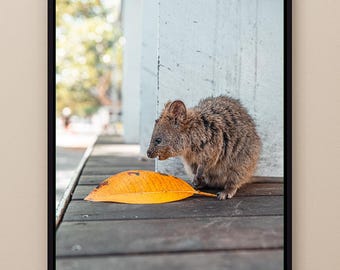 Quokka Wall Art Print – Cute Australian Animal Photography, Australian Wall Art, Quokka Photograph, Wildlife Photography Gift