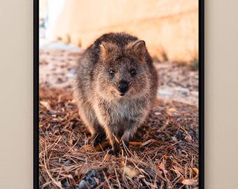 Quokka Wall Art Print – Cute Australian Animal Photography, Australian Wall Art, Quokka Photograph, Wildlife Photography Gift