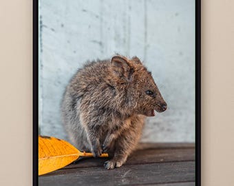 Quokka Wall Art Print – Cute Australian Animal Photography, Australian Wall Art, Quokka Photograph, Wildlife Photography Gift