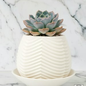 Edition 002 – Terra Carrara (US) | Parametric Design Planter for Exceptional Succulents