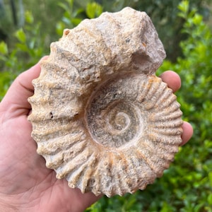 Large Fossil Amoonite  authentic natural, Morocco- 5 inches ,150 million years- home decor,