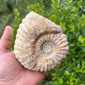 Ammonite fossil cephalopod authentic natural, Treasure Morocco- 4/5 inches , 2.20 lbs| 150-200 million years- home decor, garden
