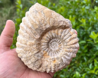 マンテリセラス アンモナイト化石 白亜紀 モロッコ 本物標本 COA 付き