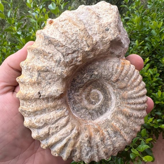 モロッコ産の大型で本物の天然アンモナイトの化石 - 12.7 cm、1億5000