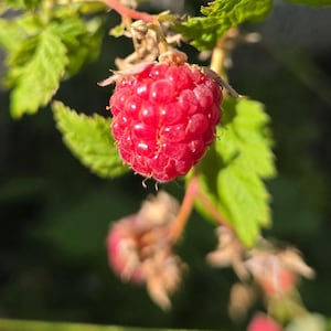 May include: A single ripe, vibrant red raspberry hangs from a thin green stem, surrounded by serrated green leaves. The fruit displays a textured, bumpy surface characteristic of a raspberry, with smaller, less developed berries visible below.