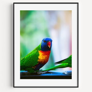 Stampa artistica da parete con lorichetto arcobaleno, fotografia di pappagallo colorato, uccello tropicale, decorazione naturale, poster fotografico con fauna selvatica australiana, opera d'arte con uccelli vivaci