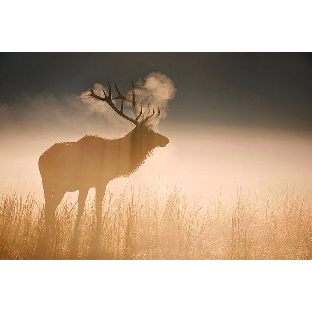 Wildlife Photography Elk